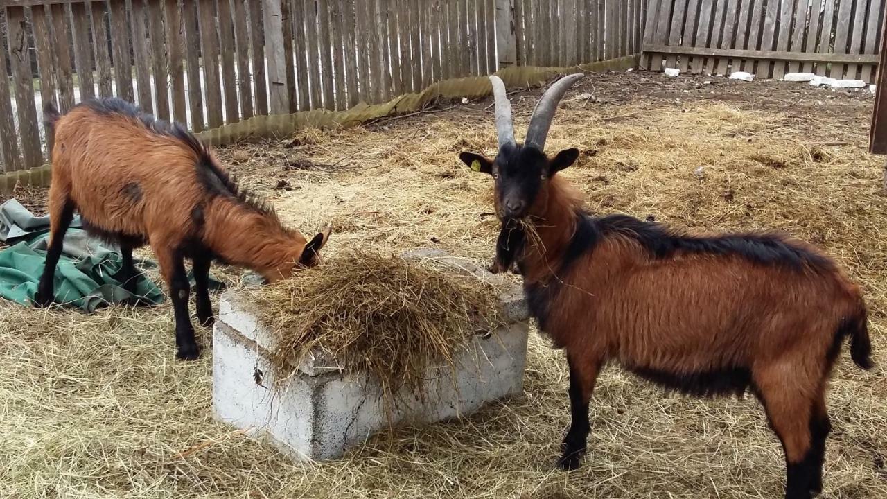 Ferienwohnungen Wimmer Bischofshofen Bagian luar foto
